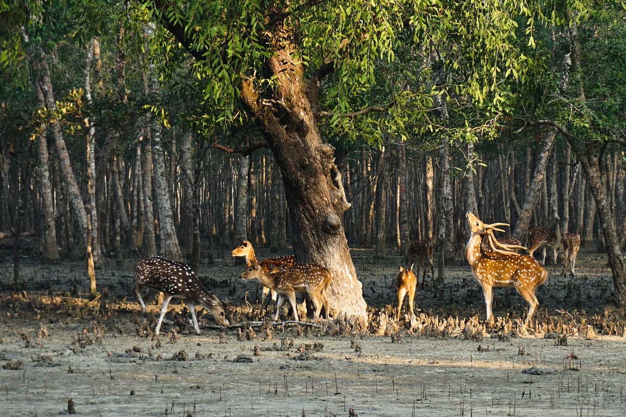 সুন্দরবন, বাংলাদেশ